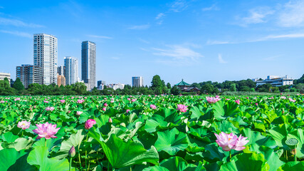 夏の上野恩賜公園　不忍池に咲く蓮の花とビル群【東京都・台東区】　
Ueno Park in summer. The lotus and buildings of "Shinobazu Pond" - Tokyo, Japan