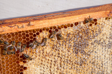 Working bee on the honeycomb with sweet honey..