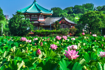 上野恩賜公園の不忍池に咲く蓮の花【東京都・台東区】　
Lotus flowers blooming in the Shinobazu Pond in Ueno Park - Tokyo, Japan