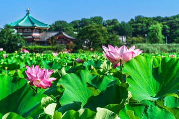 上野恩賜公園の不忍池に咲く蓮の花【東京都・台東区】　
Lotus flowers blooming in the Shinobazu Pond in Ueno Park - Tokyo, Japan