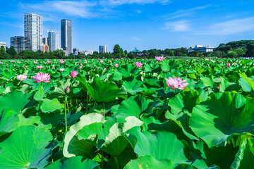 夏の上野恩賜公園　不忍池に咲く蓮の花とビル群【東京都・台東区】　
Lotus flowers blooming in the Shinobazu Pond in Ueno Park - Tokyo, Japan