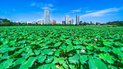 夏の上野恩賜公園　不忍池の蓮とビル群【東京都・台東区】　
Ueno Park in summer. The lotus and buildings of "Shinobazu Pond" - Tokyo, Japan