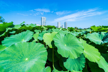 夏の上野恩賜公園　不忍池の蓮の葉とビル群【東京都・台東区】　
Ueno Park in summer. The lotus and buildings of "Shinobazu Pond" - Tokyo, Japan
