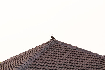 Pigeon on brown tiles roof with white sky and bright sunlight in the background. Feral pigeon gray and brown mixed together. Tile roof structure house, home for people's residences. - Powered by Adobe