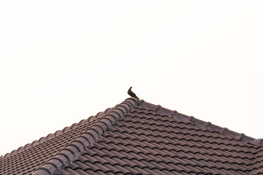 Pigeon on brown tiles roof with white sky and bright sunlight in the background. Feral pigeon gray and brown mixed together. Tile roof structure house, home for people's residences.