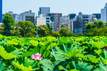 Fototapeta premium 夏の上野恩賜公園 不忍池の蓮とビル群【東京都・台東区】 Ueno Park in summer. The lotus and buildings of 