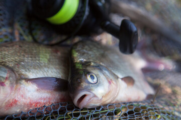 Two big freshwater common bream commonly known as Abramis Brama and fishing rod with reel on black fishing net..