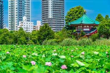 夏の上野恩賜公園　弁天堂　不忍池　ビル群【東京都・台東区】　
Ueno Park in summer. Scenery of "Shinobazu Pond" - Tokyo, Japan