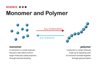 Understanding Chemistry: From Monomer to Polymer. Monomers, the building blocks of polymers, join together through chemical bonds to create larger and more complex molecules known as polymers