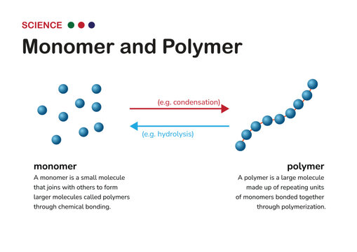 Understanding Chemistry: From Monomer to Polymer. Monomers, the building blocks of polymers, join together through chemical bonds to create larger and more complex molecules known as polymers