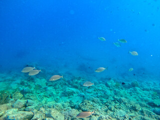 Naklejka na ściany i meble Shoal of Sargos or White Seabream swimming at the coral reef in the Red Sea, Egypt..