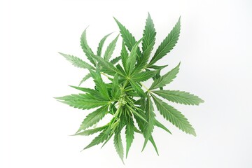 Marijuana plant on white