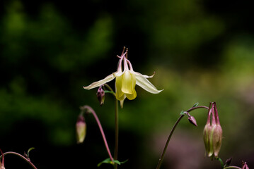 ヤマオダマキの花