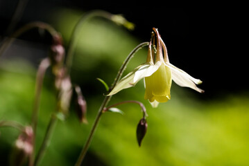 ヤマオダマキの花