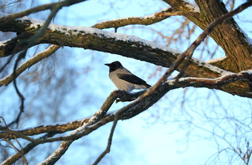 A crow is sitting on a snow-covered tree branch