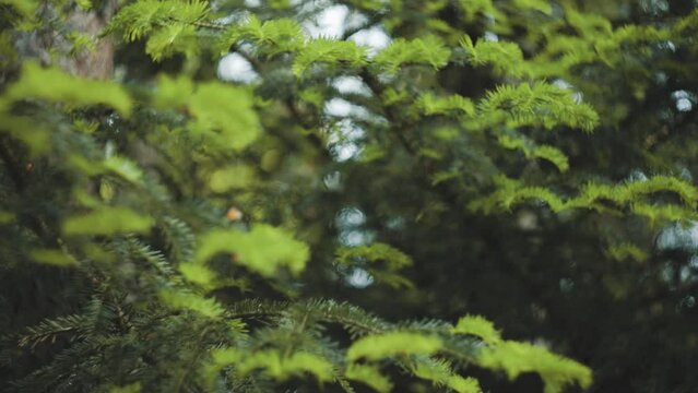Zweige vom Nadelbaum im Schwarzwald im Sommer