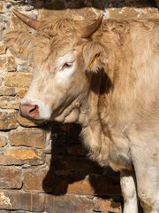 Brown Pyrenean cow. Protected cow in the stable. Brown cow from the Pyrenees exhibited at the Ainsa...