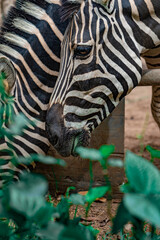 zebra eating grass