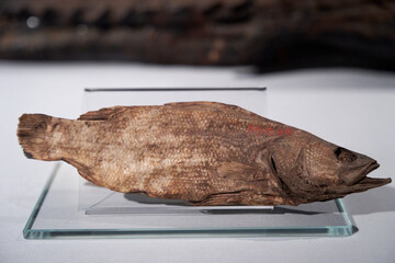 Ancient Egyptian Exhibits of the archaeological Mummification Museum in Luxor,  Egypt.Real Ancient Mummy In The Museum Of Mummification, Luxor, Egypt