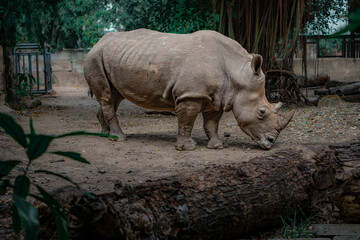 wild rhinoceros in the wild