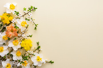 Festive background with spring flowers, white daffodils and flowering cherry branches on a light yellow pastel background