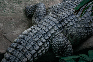 alligator skin pattern