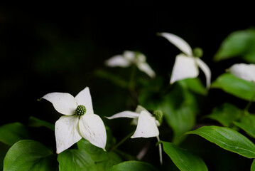 白い山法師の花