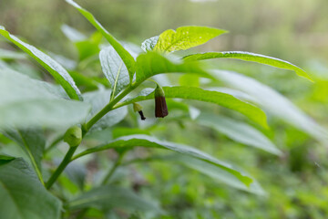 Scopolia carniolica, the European scopolia or henbane bell, is a poisonous plant belonging to the Solanaceae family. Poisonous plant in spring Carpathian forest.