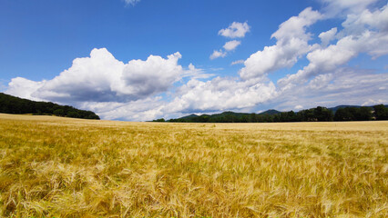 Fototapeta premium Panorama of an agriculture wheat field. Wheat field on an agriculture farm
