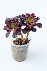 Aeonium Schwarzkopf plant succulent in pot. Little flower on white background