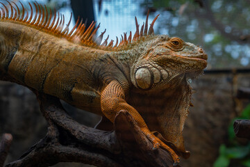 gorgeous iguana in the zoo