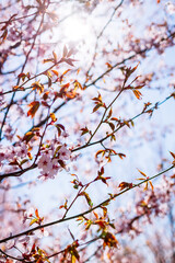 Spring background with pink sakura in full bloom, with delicate petals illuminated by the sun’s radiant glow