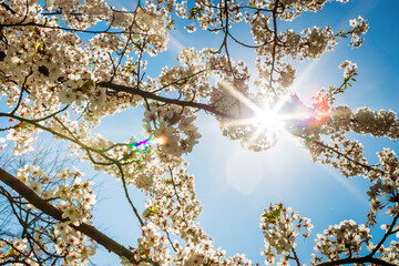 White cherry blossoms in full bloom, with delicate petals illuminated by the sun’s radiant glow