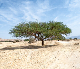 Accacia tree in Israeli desert