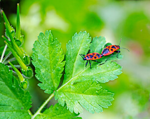firebug Pyrrhocoris apterus mating on leaf