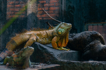 iguana on the rock