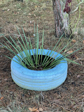 Flower in potted tires