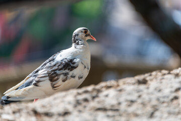 White pigeon