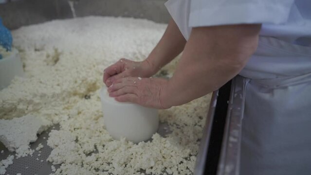 Production of sheep's cheese, pressing the rennet