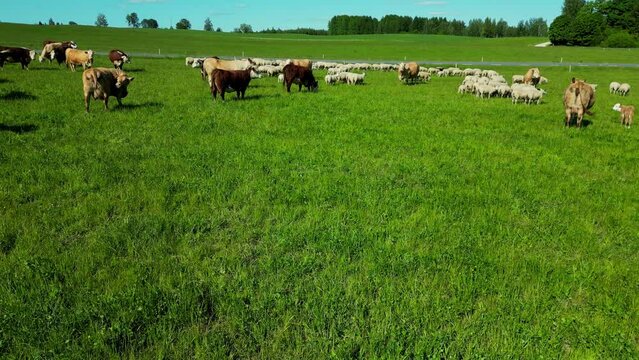 Group Of Sheep Grazing On The Pasture. Drone Footage Of Herding Sheep With Dogs. Sheep Grazing In the summer landscape. Estonia. Huge Flock Of goats and cows. Herd Feeding On Grass