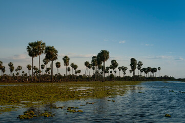 Sunst Palms landscape in La Estrella Marsh, Formosa province, Argentina.