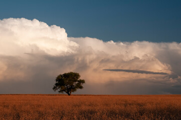 Fototapeta premium Pampas tree landscape, La Pampa province, Patagonia, Argentina.