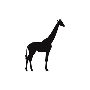 Giraffe vector silhouette