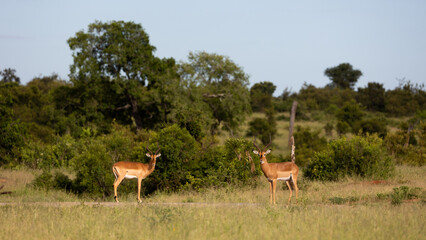 Two Impala Rams on high alert