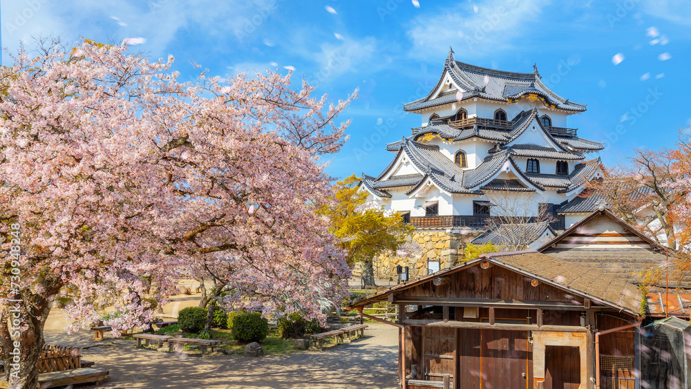 Wall mural Beautiful full bloom cherry blossom at Hikone Castle in Shiga, Japan