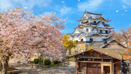 Beautiful full bloom cherry blossom at Hikone Castle in Shiga, Japan