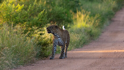 a big male leopard walking down the road with his tail up