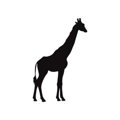 Obraz na płótnie Canvas Giraffe vector silhouette