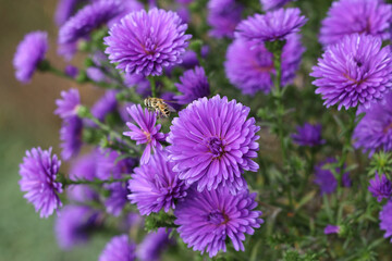 Purple Chrysanthemum. Flower head. Purple autumn Chrysanthemum. Autumn violet flowers. Chrysanthemums in autumn garden. Background for a beautiful greeting card. Valentine's Day. Drop of dew 