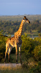 a golden giraffe in the wild